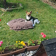 Mercury participe au concours pour gagner de l'argent avec cette photo : blanket, canine, daytime, dog, flower_pots, flowers, garden, grass, greenery, nature, outdoor, peaceful, pet, plants, relaxed, resting, small_dog, summer, sunlight, yard