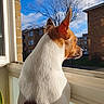 animal, blue_sky, brown_and_white, building, contemplative, daytime, dog, domestic, ears, fence, looking_out, pet, plant, reflection, shadow, side_view, sunlight, tree, urban, window