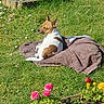Mercury a rejoint le concours — aidez-le/la à gagner de superbes lots ! animal, brown_and_white, canine, daylight, dog, flowers, garden, grass, greenery, nature, outdoor, peaceful, pet, pink_flowers, plant_pot, relaxed, small_dog, sunny, towel, yellow_flowers