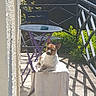 Mercury participe au concours pour gagner de l'argent avec cette photo : balcony, chair, concrete_floor, daylight, dog, domestic_animal, greenery, outdoor, peaceful, pet, purple_furniture, railing, relaxing, resting, shadow, small_dog, summer, sunlight, table, towel