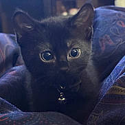 Eclipse is registered to the contest to win money with this photo: black_kitten, cat, pet, close_up, curious, eyes, fur, indoor, fabric, pattern, colorful, cozy, animal, whiskers, young, cute, soft, collar, bell, portrait