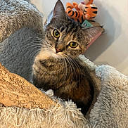 Stormy is registered to the contest to win money with this photo: animal, blanket, cat, close_up, comfort, cozy, curious, cute, domestic_cat, fur, furniture, indoor, pet, plush_toy, seated, soft_texture, tabby_cat, tigger_toy, whiskers, yellow_eyes