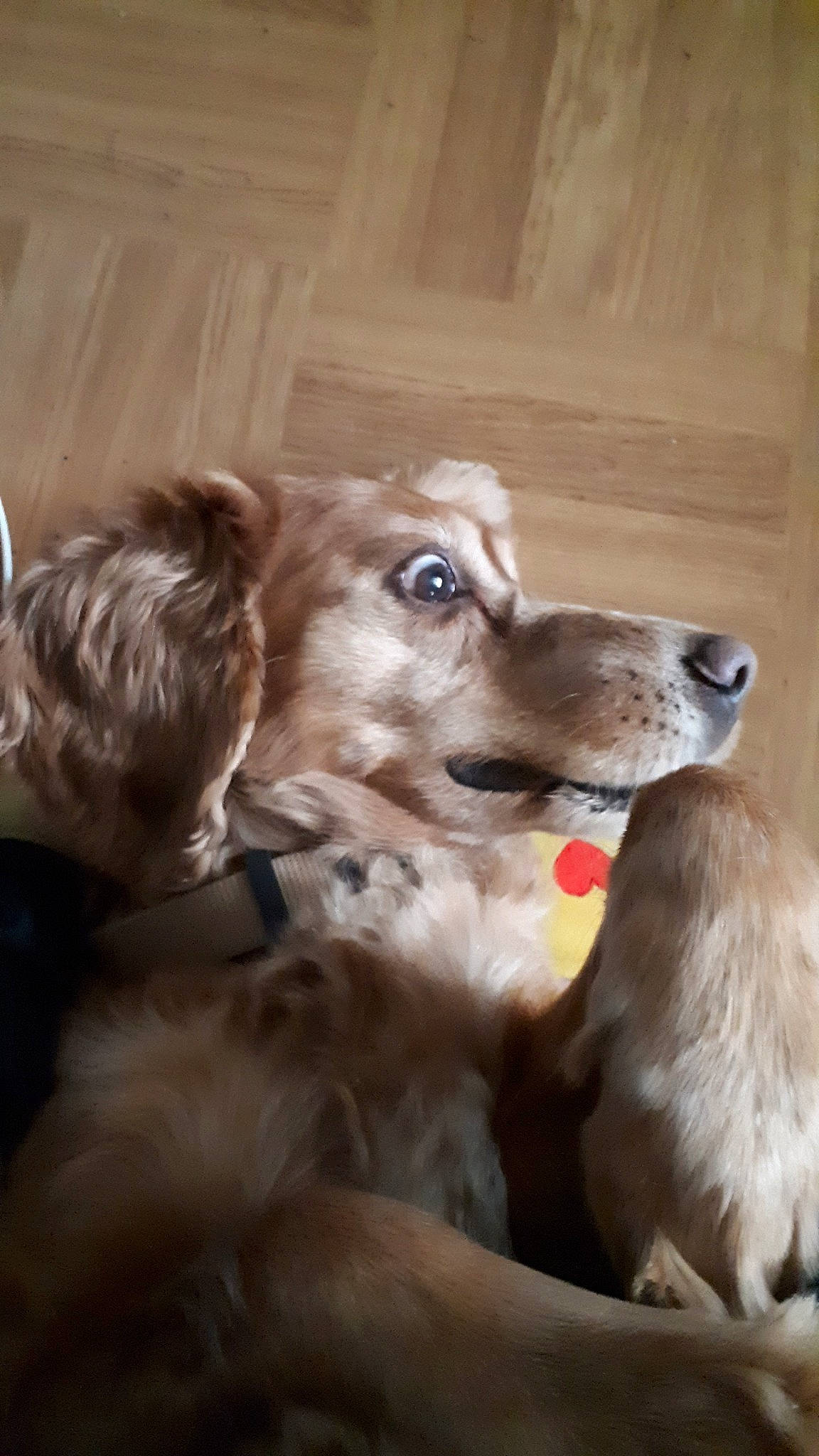 Pluto a rejoint le concours — aidez-le/la à gagner de superbes lots ! ball, canidae, carnivore, companion_dog, dog, dog_breed, dog_collar, dog_supply, ear, fur, gun_dog, liver, paw, retriever, sporting_group, whiskers, wood