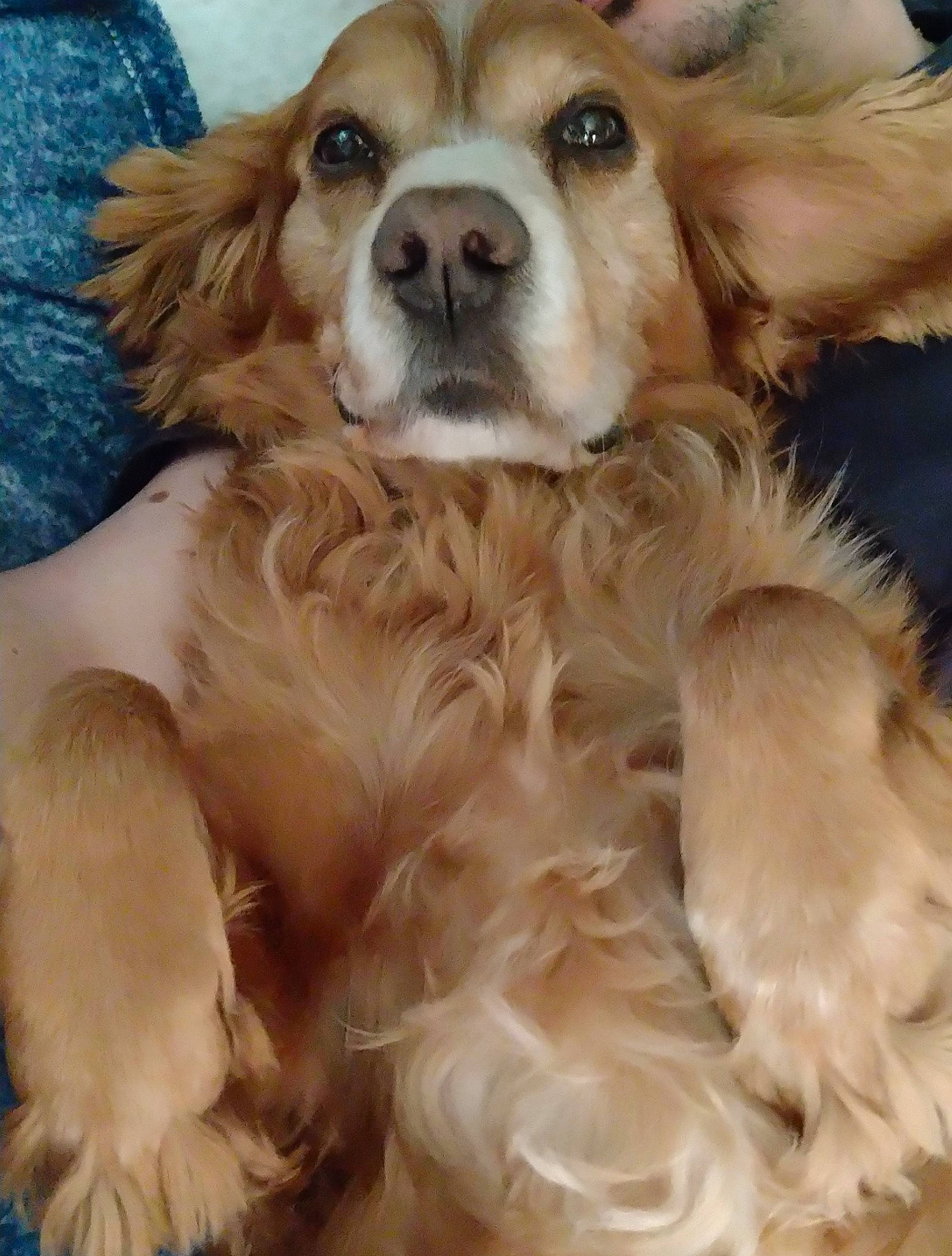 Pluto a rejoint le concours — aidez-le/la à gagner de superbes lots ! canidae, carnivore, cavalier_king_charles_spaniel, companion_dog, dog, dog_breed, dog_supply, eye, fawn, fur, gun_dog, liver, paw, peach, snout, spaniel, sporting_group, whiskers, white, working_animal