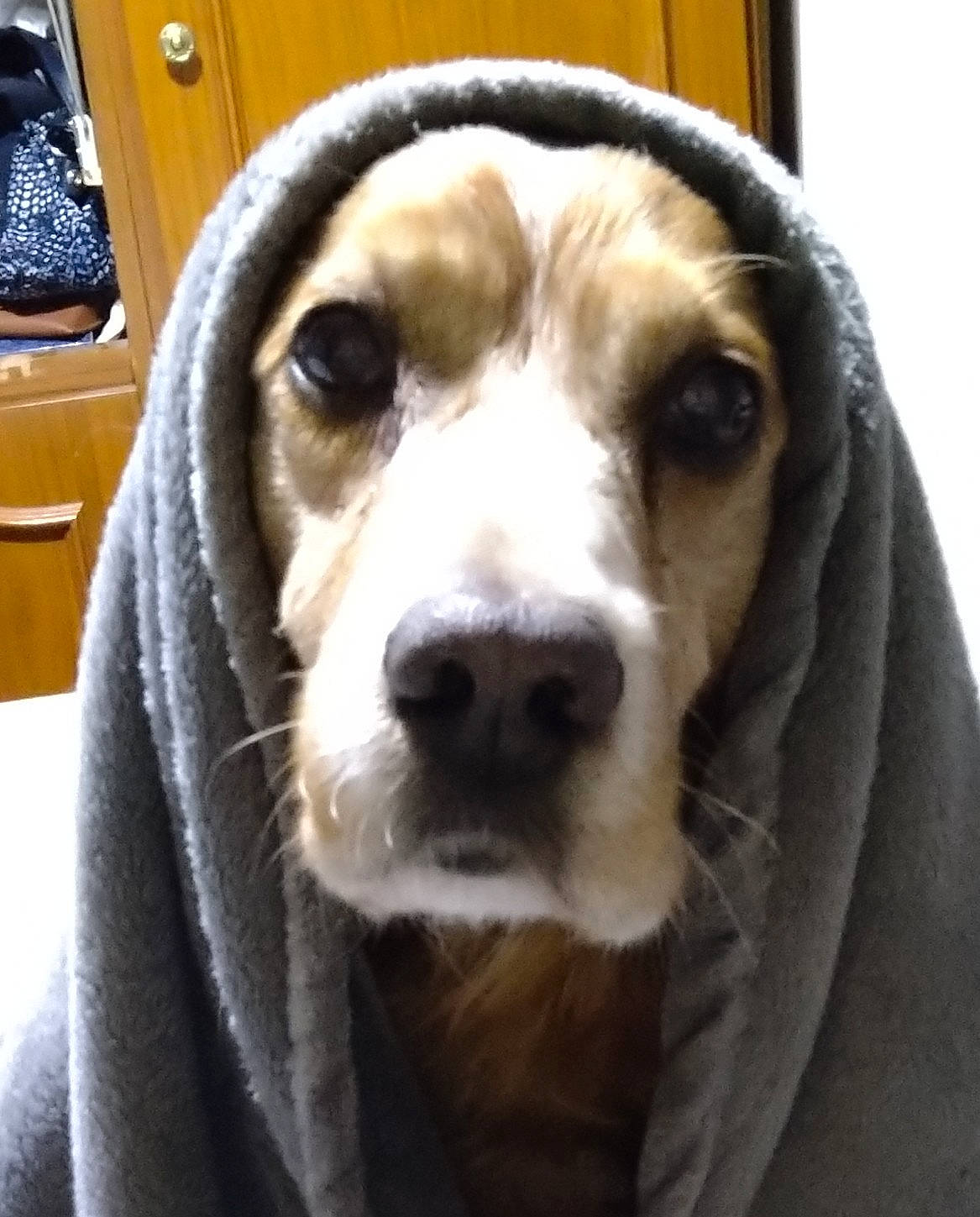 Pluto participe au concours pour gagner de l'argent avec cette photo : canidae, carnivore, companion_dog, dog, dog_breed, ear, eye, fur, hair, hat, head, pet_supply, puppy, scent_hound, selfie, snout, sporting_group, terrestrial_animal, whiskers, working_animal