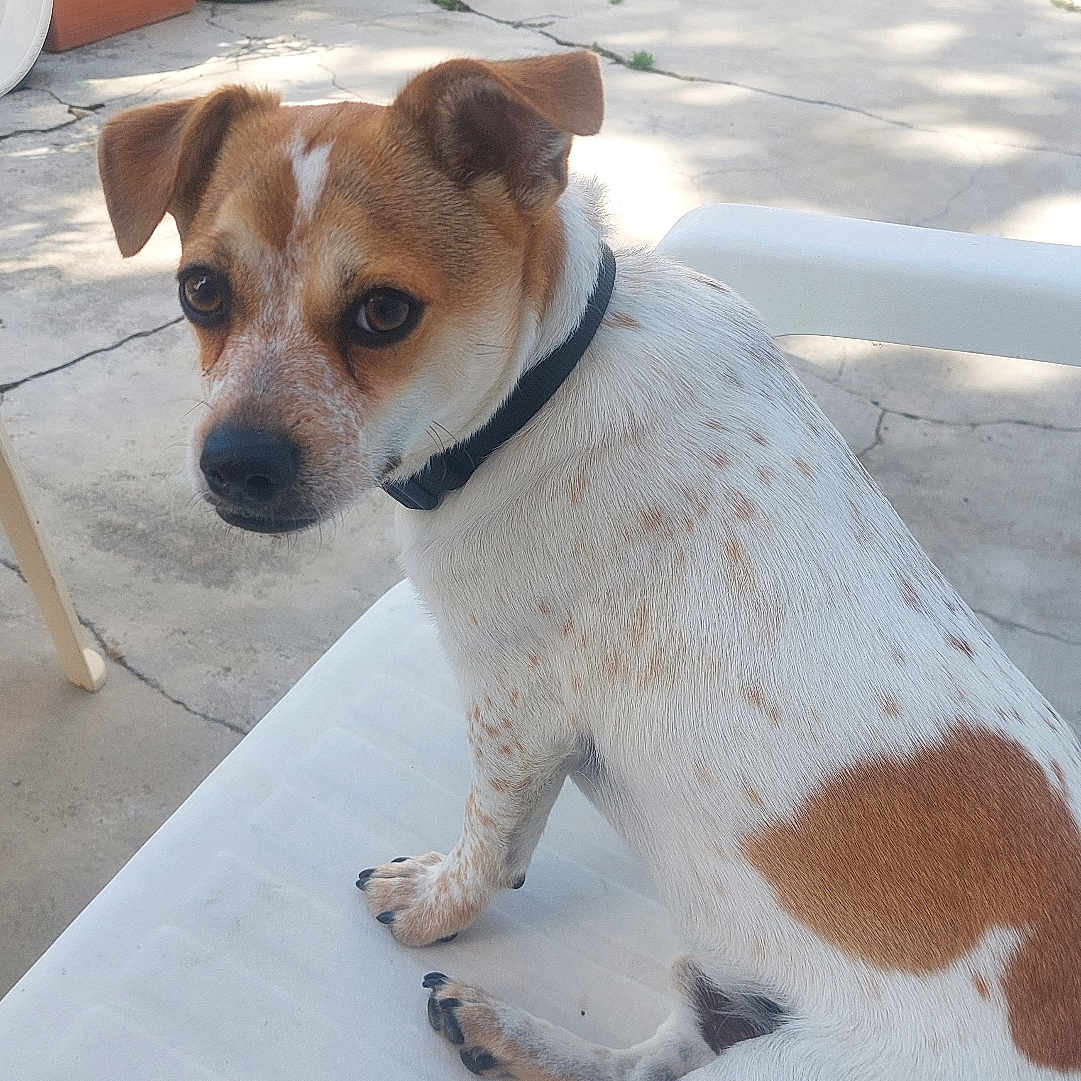 Milo participe au concours pour gagner de l'argent avec cette photo : dog, small_dog, white_coat, brown_spots, plastic_chair, outdoor, garden, potted_plants, concrete_patio, sunlight, curious_expression, sitting, animal, pet, collar, nature, daylight, back_view, ear, paw