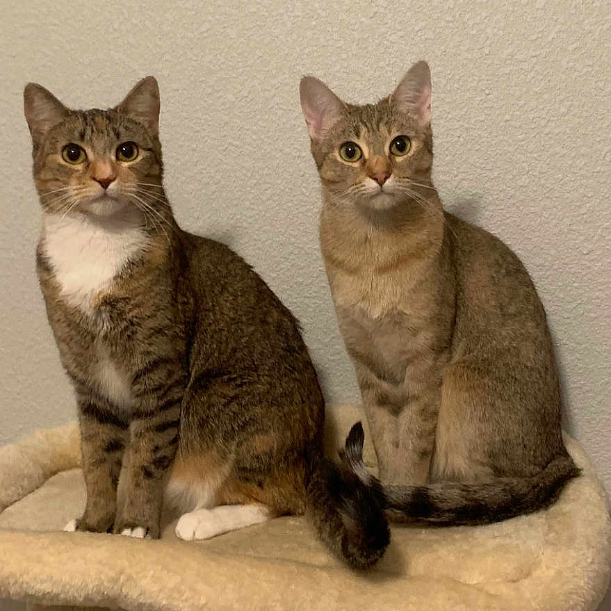 Pepper And Lady joined the competition — help win amazing prizes! animal, cat, companions, cozy, curious, domestic, ears, feline, fur, home, indoor, looking, perch, pet, poster, sitting, tabby_cat, tail, wall, whiskers
