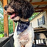 Mazi joined the competition — help win amazing prizes! animal, backyard, bandana, black_and_white, canine, chair, close_up, curly_fur, cute, daylight, dog, fence, grill, happy, outdoor, pet, porch, summer, tongue_out, wooden_beams