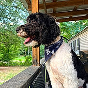 Mazi is registered to the contest to win money with this photo: animal, bandana, black_and_white, daylight, dog, fence, fur, greenery, happy, house, nature, outdoor, pet, porch, railing, sitting, tongue_out, trees, window, wood