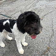 Mazi joined the competition — help win amazing prizes! dog, black_and_white, curly_fur, leash, outdoor, asphalt, tongue_out, happy, pet, canine, walking, paw, side_view, fur_texture, animal, companion, playful, cute, friendly, standing