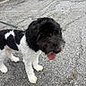dog, black_and_white, curly_fur, leash, outdoor, asphalt, tongue_out, happy, pet, canine, walking, paw, side_view, fur_texture, animal, companion, playful, cute, friendly, standing
