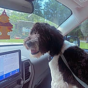 Mazi is registered to the contest to win money with this photo: dog, car_interior, dashboard, window, air_freshener, leash, seat, navigation_screen, black_and_white, happy, pet, fur, side_view, daylight, technology, vehicle, road_trip, companion, animal, travel