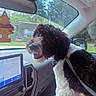Mazi is registered to the contest to win money with this photo: dog, car_interior, dashboard, window, air_freshener, leash, seat, navigation_screen, black_and_white, happy, pet, fur, side_view, daylight, technology, vehicle, road_trip, companion, animal, travel
