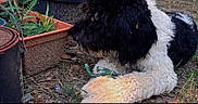 Mazi is registered to the contest to win money with this photo: animal, black_and_white, curly_fur, daylight, dog, earth, fur, garden, grass, greenery, ground, hose, lying_down, nature, outdoor, pet, plant_pots, plants, snout, tree