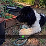 animal, black_and_white, curly_fur, daylight, dog, earth, fur, garden, grass, greenery, ground, hose, lying_down, nature, outdoor, pet, plant_pots, plants, snout, tree