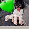 black_and_white, canine, collar, daytime, dog, fence, fluffy, green_heart_emoji, happy, leash, outdoor, pet, porch, relaxed, sitting, smiling, summer, tongue_out, wall, wooden_floor