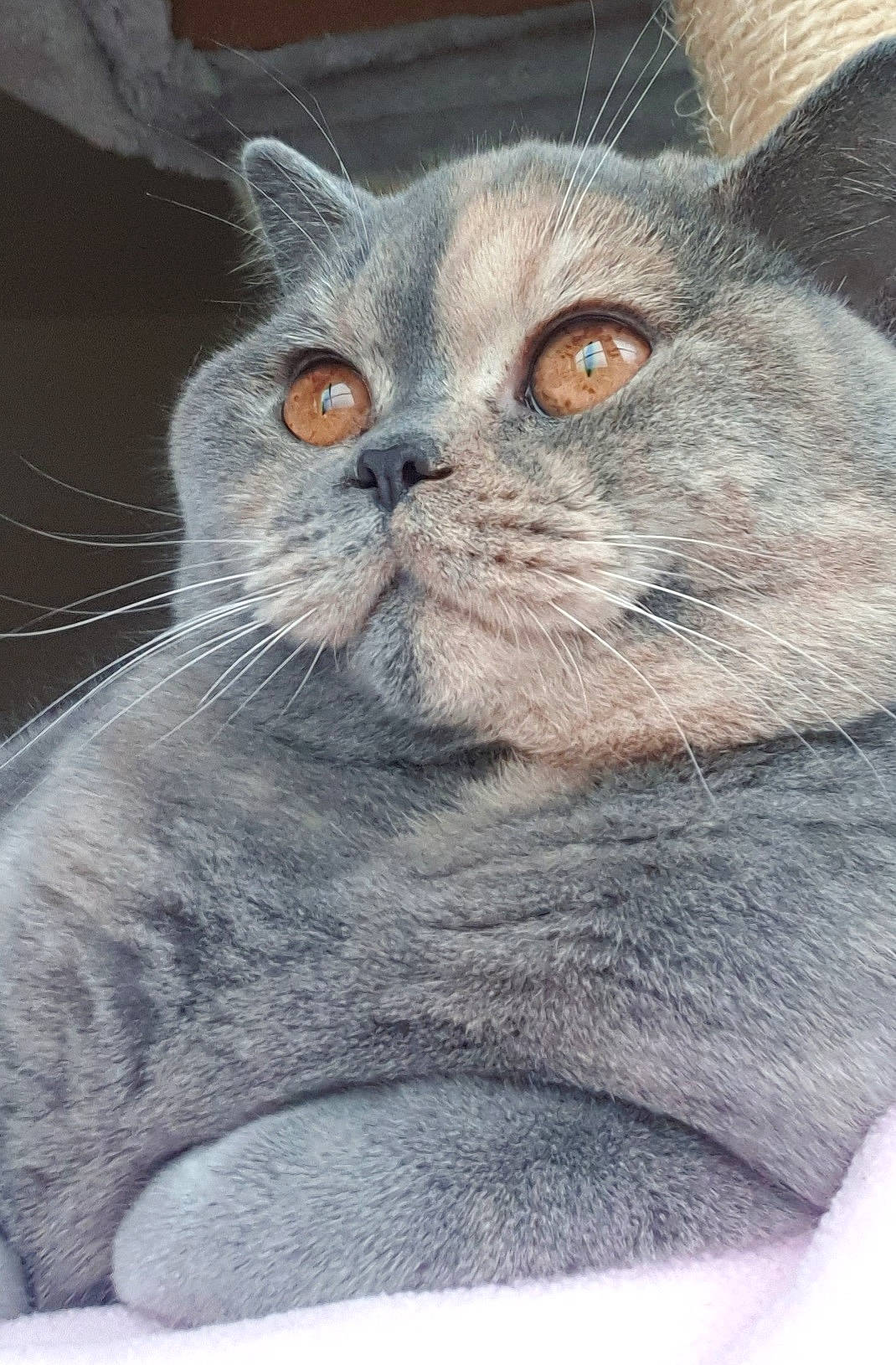 Angel Delight is registered to the contest to win money with this photo: carnivore, cat, domestic_short_haired_cat, felidae, fur, small_to_medium_sized_cats, snout, terrestrial_animal, whiskers