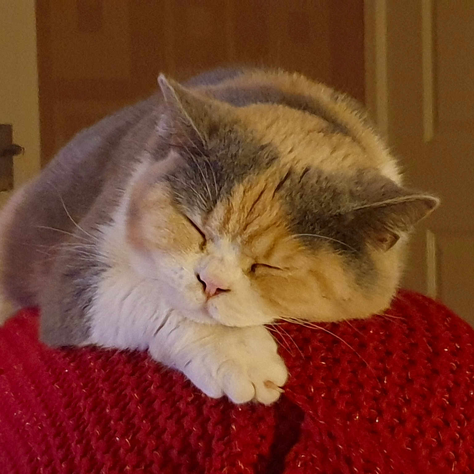 Bonnie
