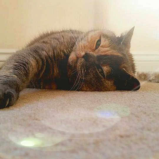Purdy