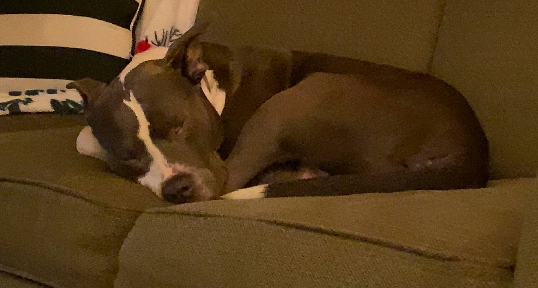 Kane is registered to the contest to win money with this photo: bored, canidae, carnivore, comfort, companion_dog, dog, dog_breed, fawn, hardwood, nap, non_sporting_group, snout, sporting_group, tail, terrestrial_animal, whiskers, working_animal