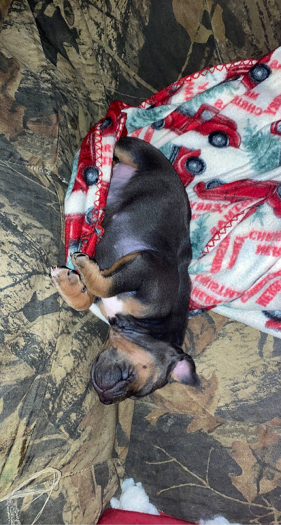 Socks is registered to the contest to win money with this photo: canidae, carmine, carnivore, collar, comfort, companion_dog, dog, dog_breed, dog_supply, fawn, fur, guard_dog, leash, pet_supply, rock, snout, sporting_group, tail, tree, working_animal