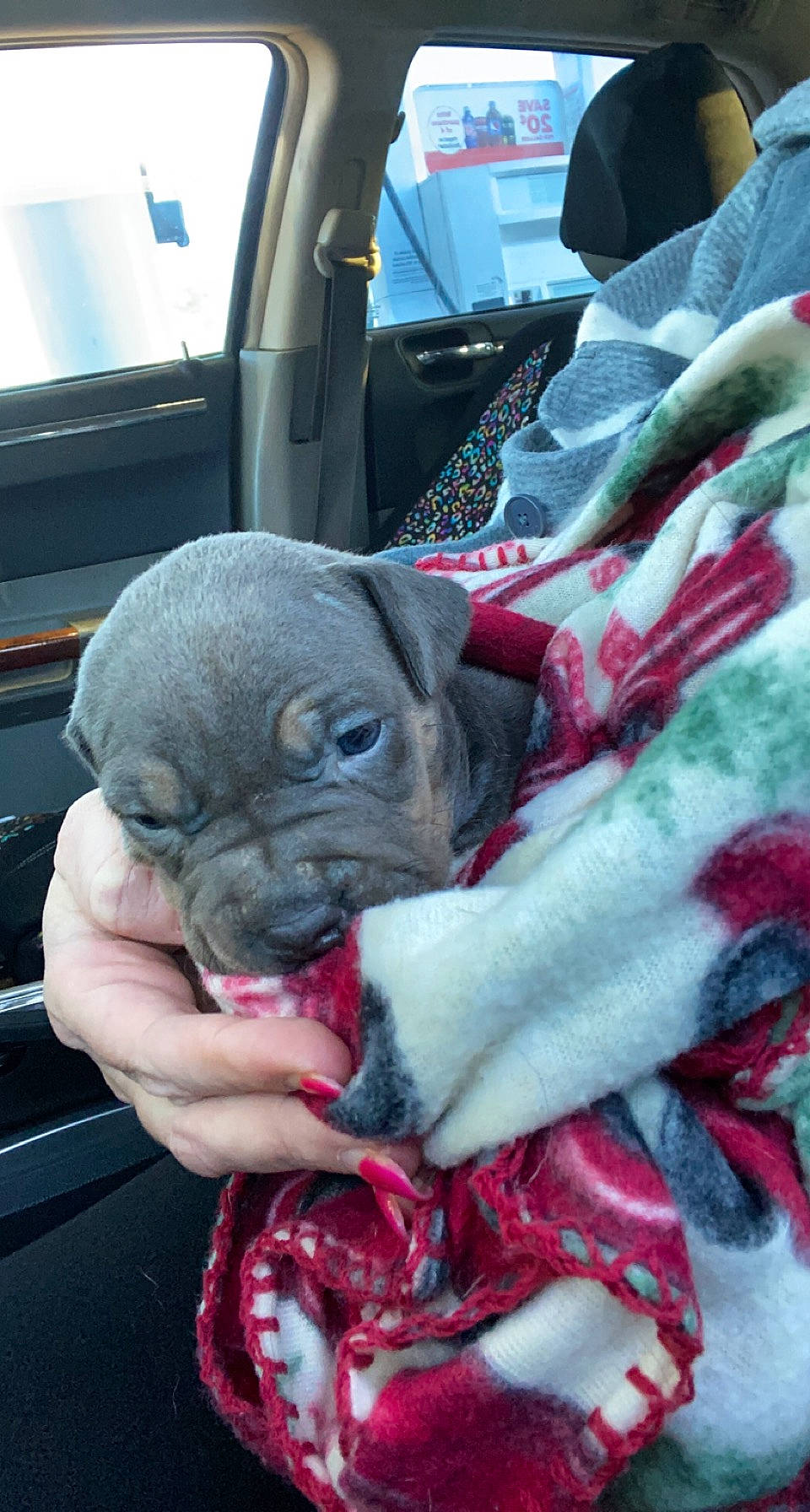 Socks is registered to the contest to win money with this photo: auto_part, canidae, carmine, carnivore, comfort, companion_dog, dog, dog_breed, fawn, fur, linens, magenta, non_sporting_group, pattern, pug, sporting_group, toy_dog, vehicle_door, working_animal, wrinkle