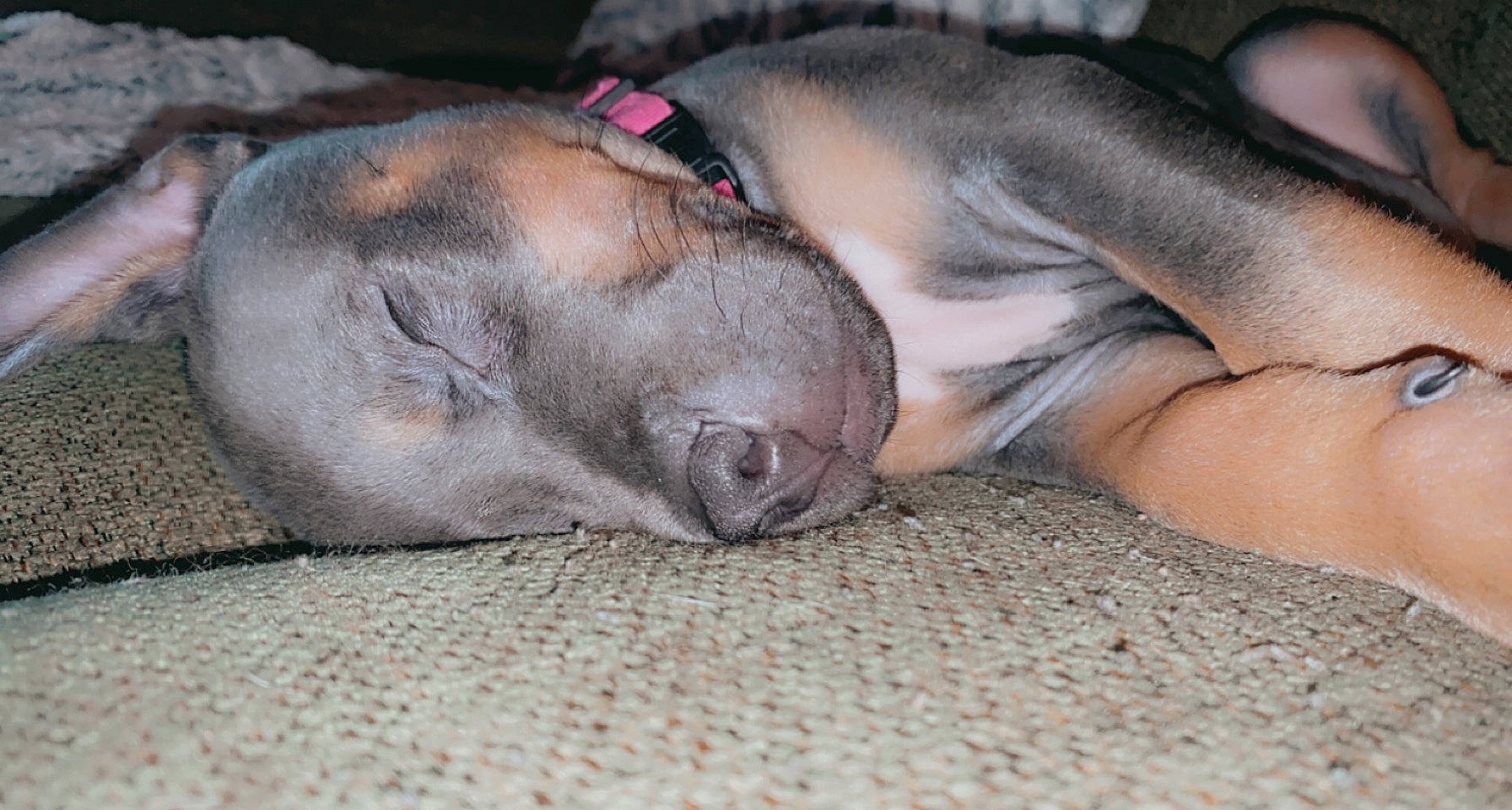 Socks is registered to the contest to win money with this photo: canidae, carnivore, comfort, companion_dog, dog, dog_breed, ear, fawn, felidae, fur, grey, liver, nap, paw, sleep, snout, sporting_group, terrestrial_animal, whiskers, working_animal