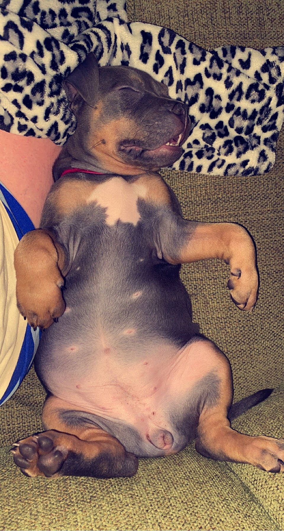 Socks is registered to the contest to win money with this photo: abdomen, barechested, barefoot, chest, comfort, companion_dog, dog, dog_breed, fawn, foot, human_leg, pattern, paw, sitting, snout, stomach, terrestrial_animal, thigh, trunk, wrist