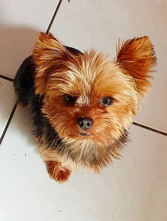 Smarties a rejoint le concours — aidez-le/la à gagner de superbes lots ! canidae, carnivore, companion_dog, dog, dog_breed, dog_supply, fawn, fur, liver, pet_supply, small_terrier, snout, sporting_group, terrestrial_animal, terrier, toy_dog, whiskers, working_animal, yorkipoo, yorkshire_terrier