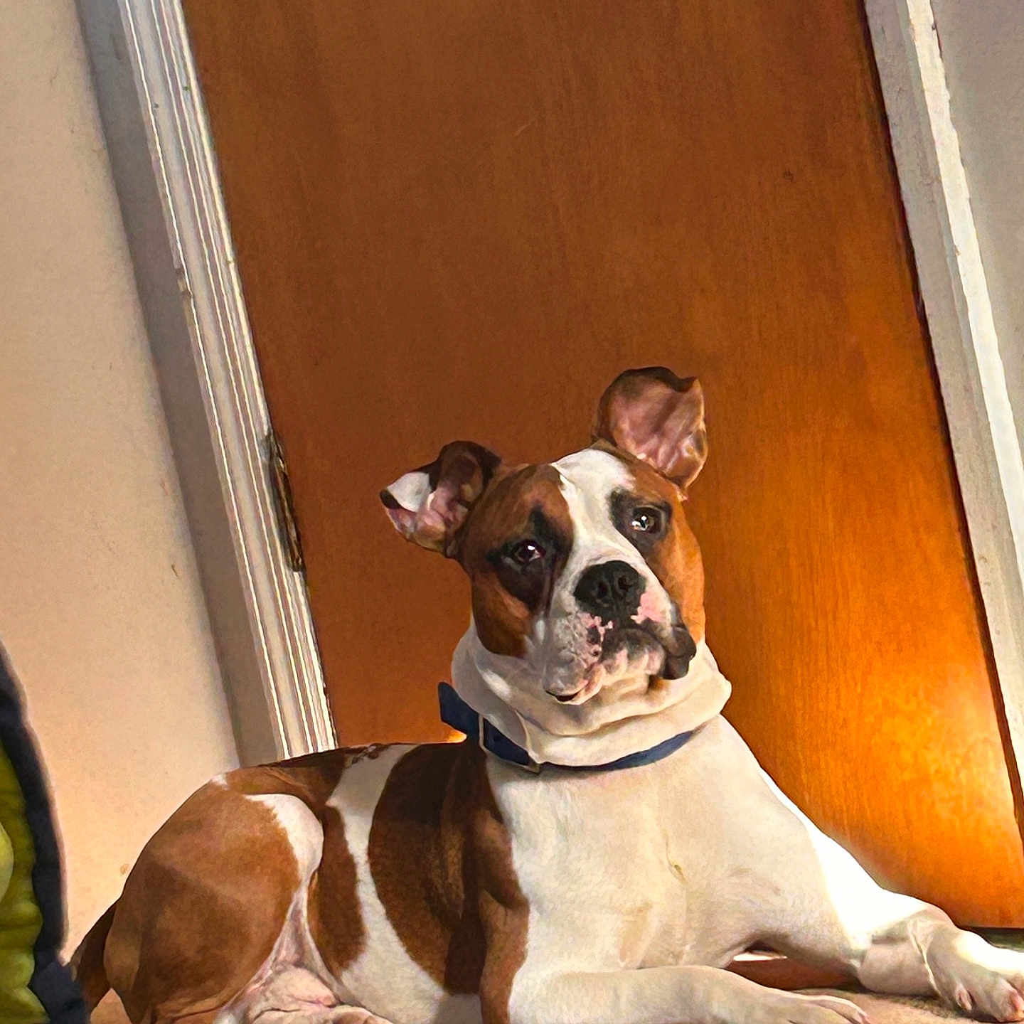 Buddy is registered to the contest to win money with this photo: dog, brown_and_white, collar, indoor, carpet, wooden_door, pet, animal, resting, looking, ears_up, canine, companion, house, light, shadow, floor, domestic, fur, portrait