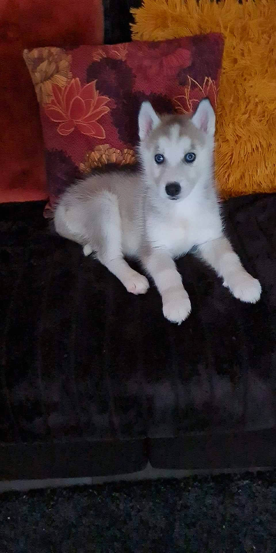 Aïka a rejoint le concours — aidez-le/la à gagner de superbes lots ! ancient_dog_breeds, carnivore, companion_dog, dog, dog_breed, flooring, fur, non_sporting_group, paw, puppy, snout, sporting_group, tail, terrestrial_animal, whiskers, working_animal