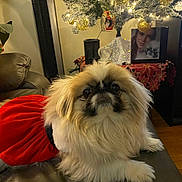 Lexi is registered to the contest to win money with this photo: dog, fluffy, red_dress, couch, leather, christmas_tree, ornaments, lights, holiday, indoor, decorations, cozy, pet, portrait, furniture, home, festive, photograph, animal, living_room