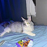 Stinkerbell is registered to the contest to win money with this photo: bed, blanket, cat, curtain, flash, fur, furniture, green_eyes, indoor, long_hair_cat, lying_down, mattress, nighttime, packaging, pet, pillow, relaxed, snack_pack, toy, wall