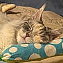 Stinkerbell joined the competition — help win amazing prizes! bed, blanket, cat, closeup, cozy, domestic_animal, ear, fur, grey_fur, indoor, mammal, nose, pillow, polka_dot_pillow, portrait, relaxed, sleeping, toy, whiskers, white_fur