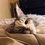 animal, bed, blanket, cat, closeup, comfort, cozy, cute, domestic, feline, fluffy, fur, indoor, pet, portrait, relaxation, resting, sleepy, soft, whiskers