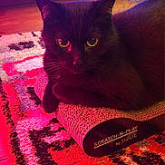 Cachou a rejoint le concours — aidez-le/la à gagner de superbes lots ! cat, black_cat, pet, indoor, scratching_pad, carpet, patterned_rug, bookshelf, books, wood_floor, furniture, cozy, relaxed, animal, mammal, whiskers, ears, eyes, home, ambient_lighting