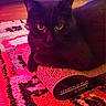 cat, black_cat, pet, indoor, scratching_pad, carpet, patterned_rug, bookshelf, books, wood_floor, furniture, cozy, relaxed, animal, mammal, whiskers, ears, eyes, home, ambient_lighting