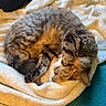 cat, sleeping, blanket, fur, cozy, curled_up, paw, striped, tabby, indoor, resting, cute, pet, animal, soft, warm, relaxed, feline, comfort, nap