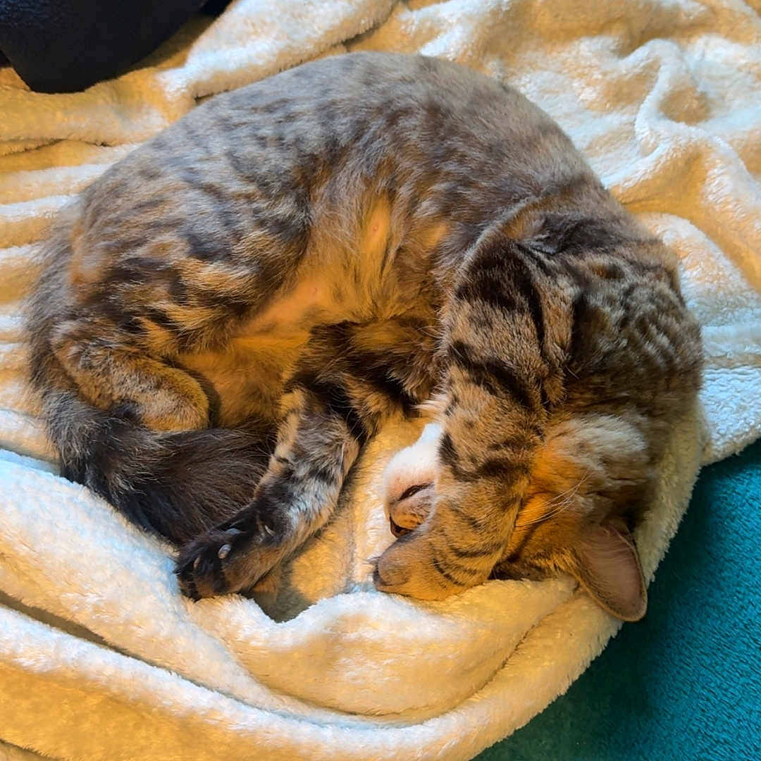 Nermal
