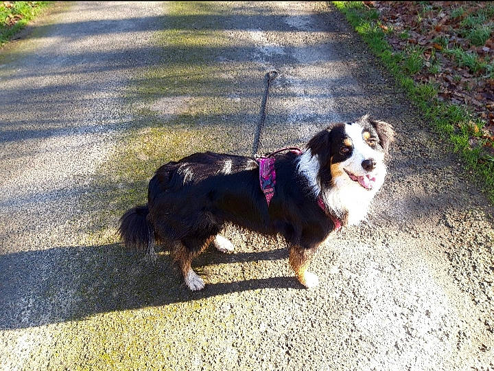 Maïna a rejoint le concours — aidez-le/la à gagner de superbes lots ! australian_shepherd, bernese_mountain_dog, canidae, carnivore, companion_dog, dog, dog_breed, english_shepherd, herding_dog, mammal, miniature_australian_shepherd, rare_breed_dog, sporting_group, tail, vertebrate, welsh_sheepdog, working_dog