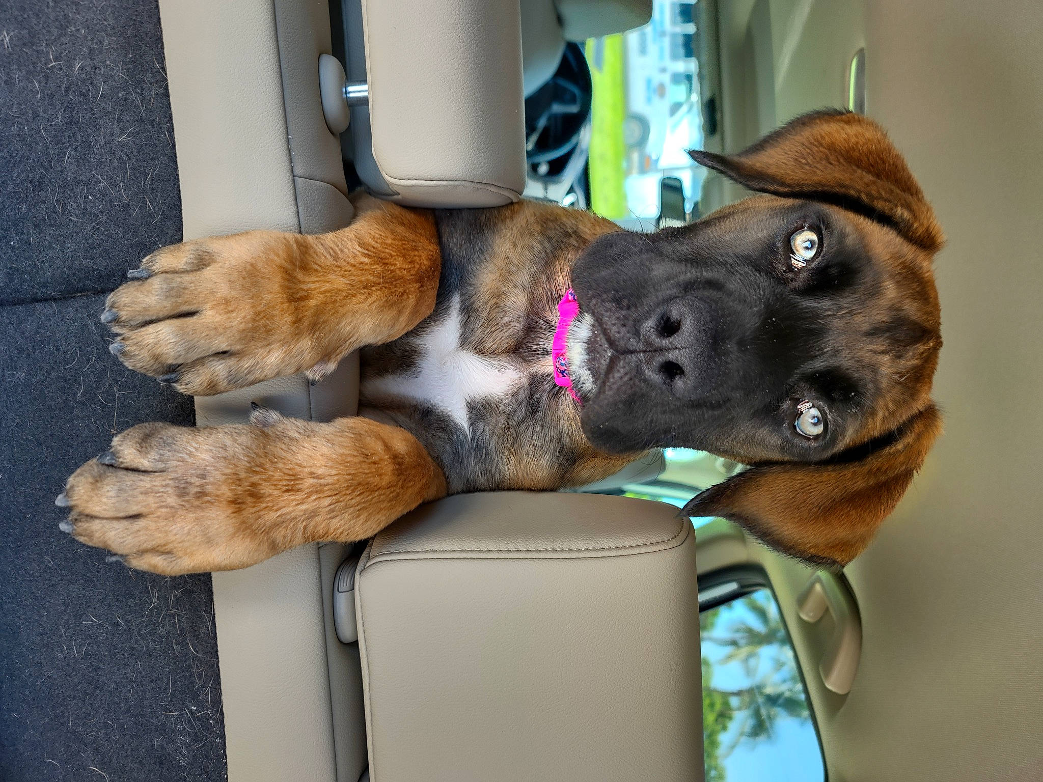 Sunny is registered to the contest to win money with this photo: canidae, carnivore, collar, comfort, companion_dog, dog, dog_breed, dog_collar, ear, fawn, fur, gesture, leash, liver, pet_supply, snout, sporting_group, vehicle_door, vertebrate, whiskers