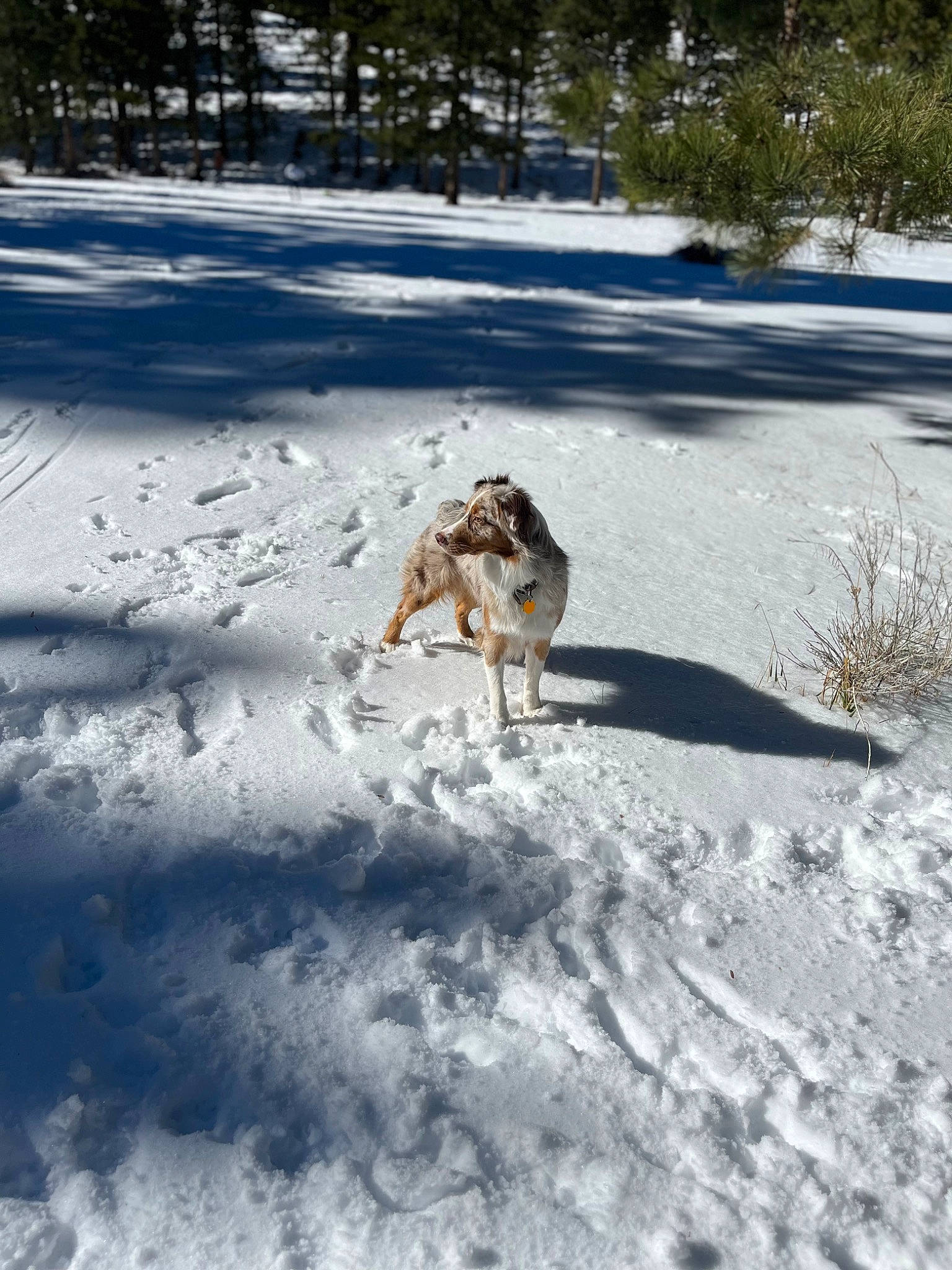 Mars is registered to the contest to win money with this photo: canidae, carnivore, companion_dog, dog, dog_breed, fawn, freezing, frost, fur, plant, playing_in_the_snow, recreation, shadow, slope, snow, sporting_group, tail, tree, winter, wood