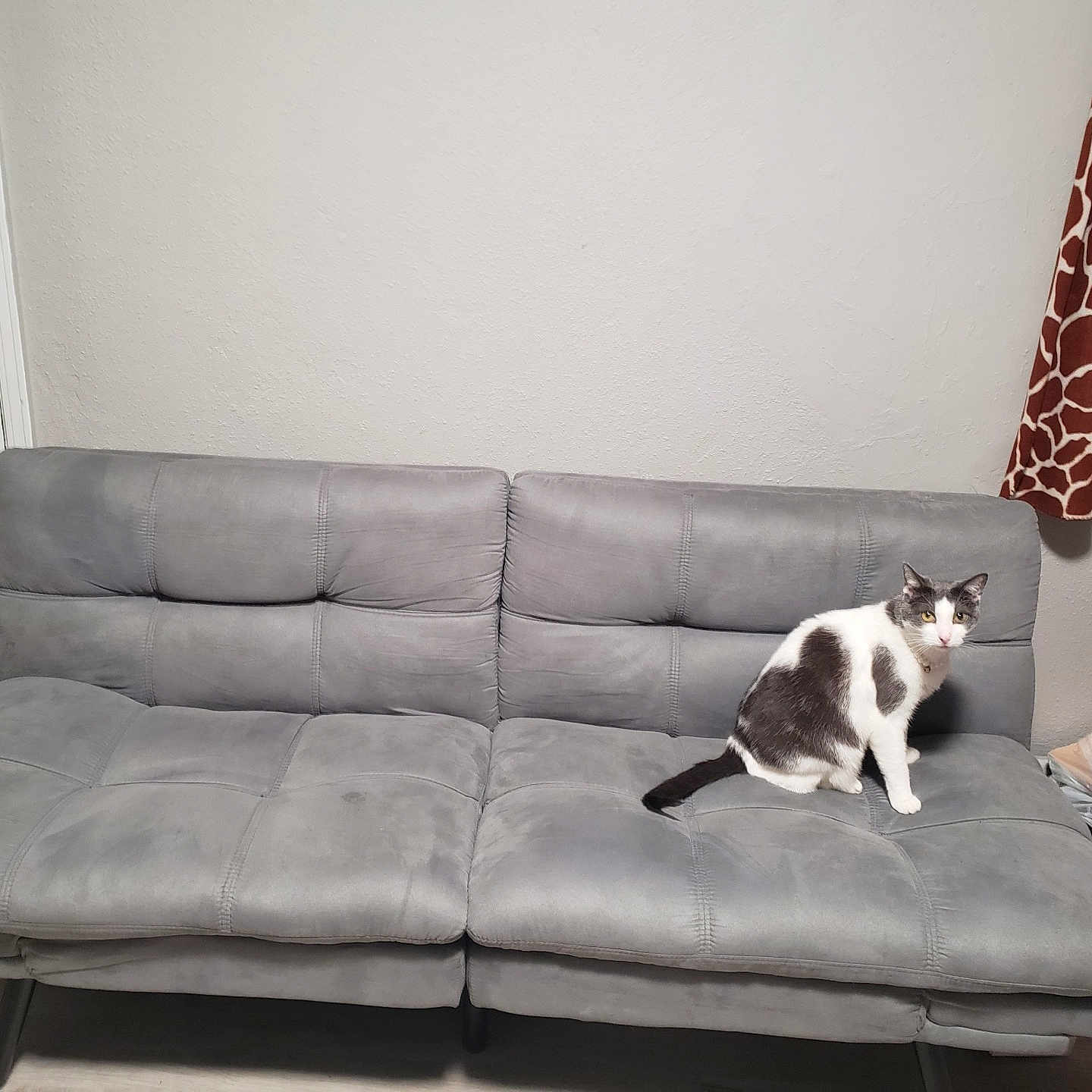 Bella joined the competition — help win amazing prizes! animal, cat, cozy, curious, curtain, domestic, door, floor, four_legs, furniture, gray_couch, home, indoor, looking, pattern, pet, relaxed, sitting, wall, white_and_gray