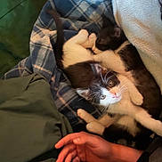 Lui is registered to the contest to win money with this photo: kitten, cat, black_and_white, blanket, plaid, sleeping, curious, fur, whiskers, paw, hand, cozy, indoor, resting, cute, pet, animal, soft, snuggling, warm