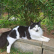 Kitty joined the competition — help win amazing prizes! animal, black_and_white, cat, cute, daylight, domestic_cat, feline, fluffy, fur, garden, greenery, leafy, nature, outdoor, pet, relaxed, resting, stone_ledge, whiskers, wildlife