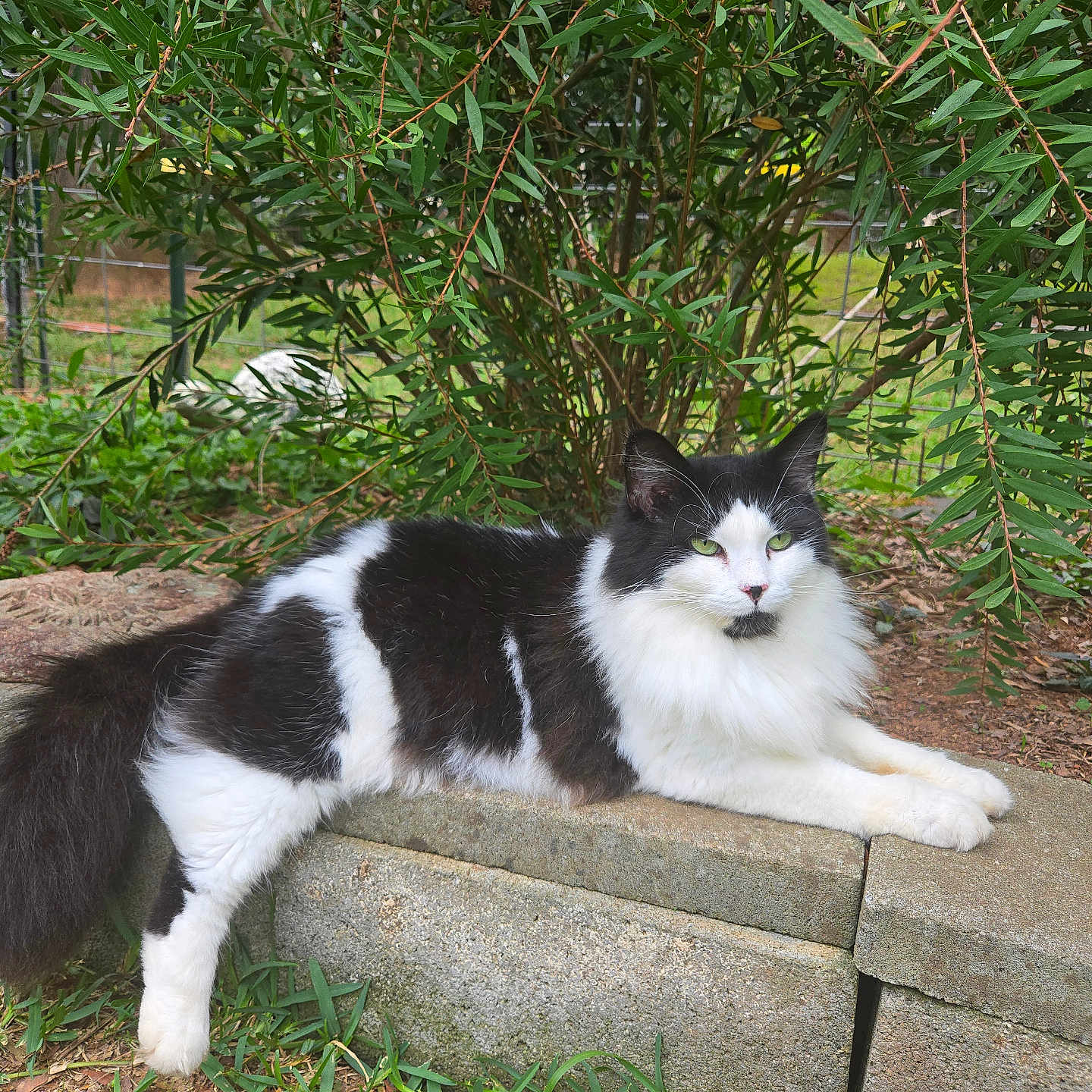 Kitty