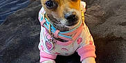 Bella joined the competition — help win amazing prizes! dog, puppy, small_dog, clothing, pink, white, collar, bed, blanket, indoor, pet, cute, animal, ears, paws, looking_up, fur, lying_down, accessory, canine