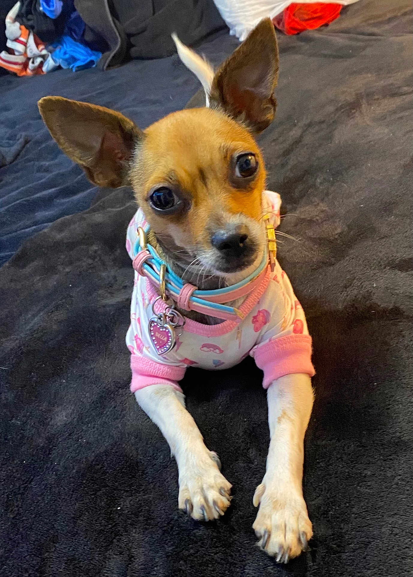 Bella joined the competition — help win amazing prizes! dog, puppy, small_dog, clothing, pink, white, collar, bed, blanket, indoor, pet, cute, animal, ears, paws, looking_up, fur, lying_down, accessory, canine
