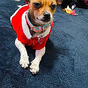 Bella joined the competition — help win amazing prizes! dog, small_dog, pet, red_clothing, collar, bed, blanket, indoor, window, plaid, black_clothing, toy, fur, animal, lying_down, cute, resting, domestic, fur_color_brown, fur_color_white