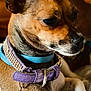 Bella joined the competition — help win amazing prizes! dog, small_dog, collar, heart_tag, ear, paw, pet, animal, resting, fur, brown_fur, white_paw, close_up, indoor, cute, domestic_animal, portrait, lying_down, accessory, tag